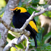 Regent Bowerbird